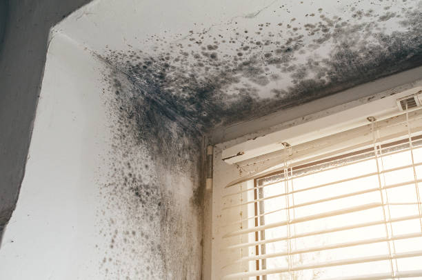 Affordable Mold Removal solutions in Bloxom, VA